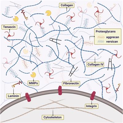 Heterogeneity and versatility of the extracellular matrix during the transition from pleomorphic adenoma to carcinoma ex pleomorphic adenoma: cumulative findings from basic research and new insights